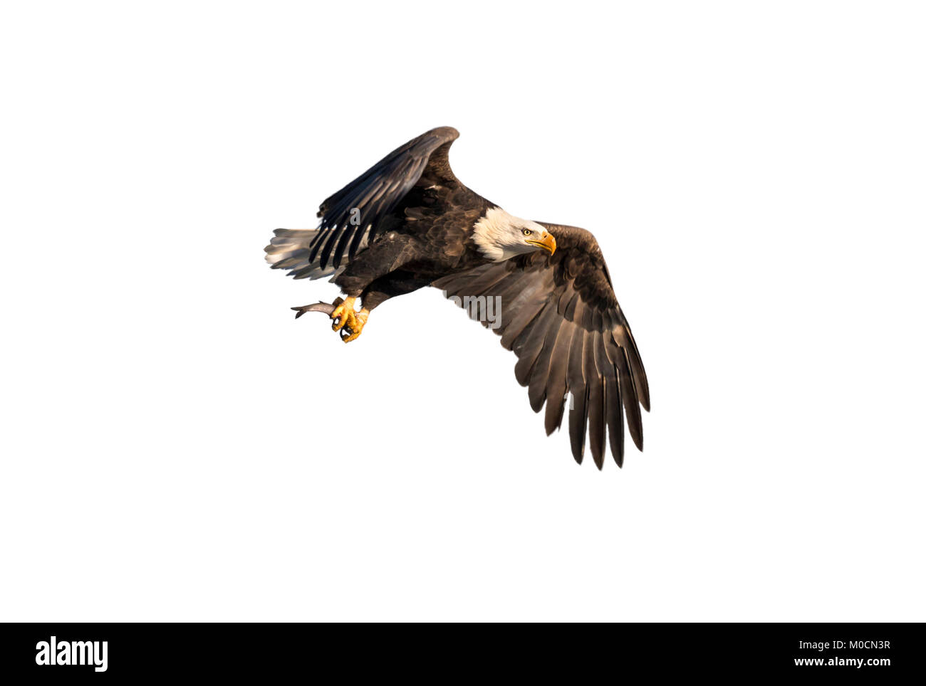 Der Weißkopfseeadler (Haliaeetus leucocephalus) mit einem gefangenen Fisch, auf weißem Hintergrund. Stockfoto