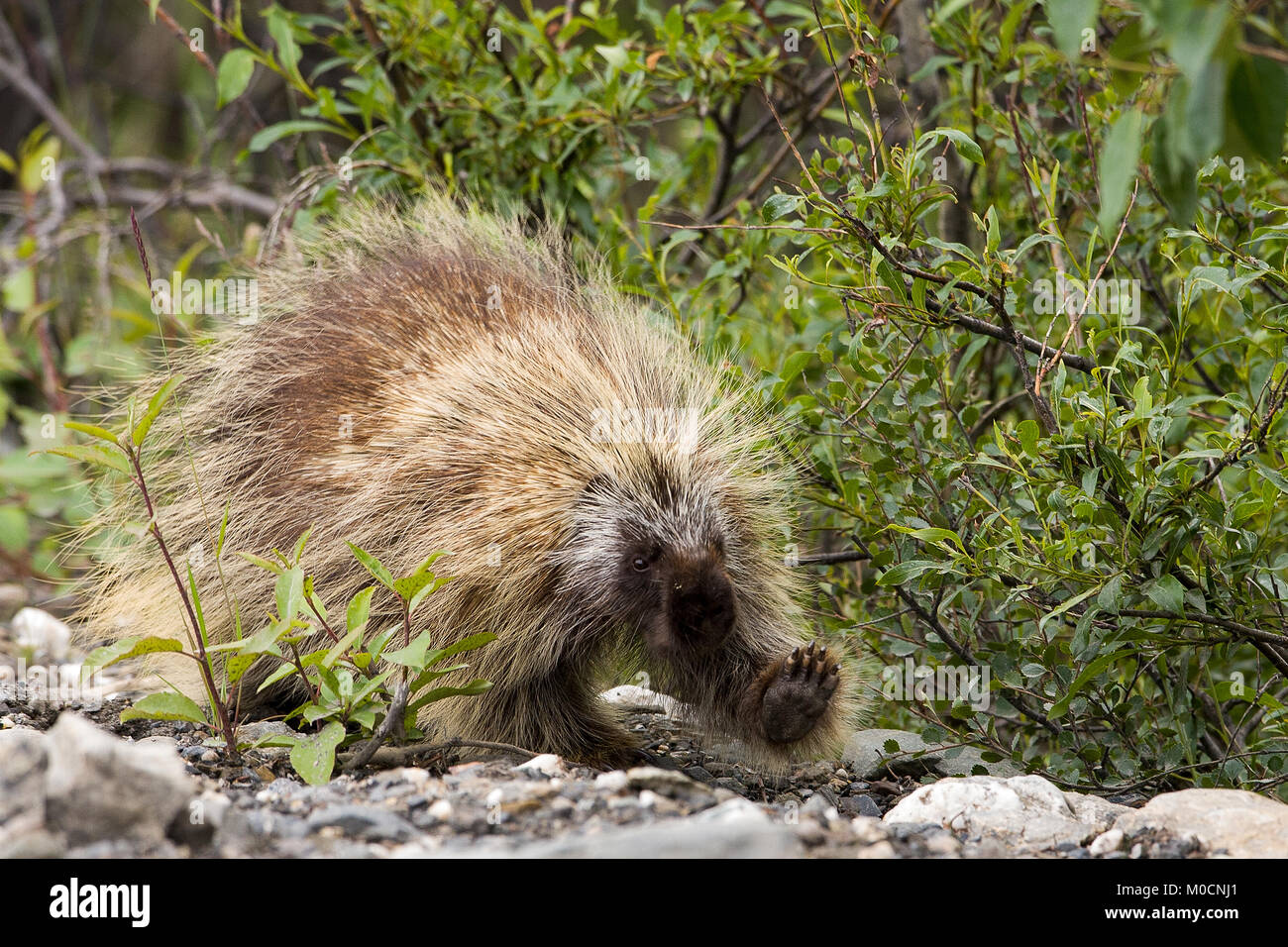 Eine freundliche Porcupine wellen Hallo im Denali National Park, Alaska Stockfoto