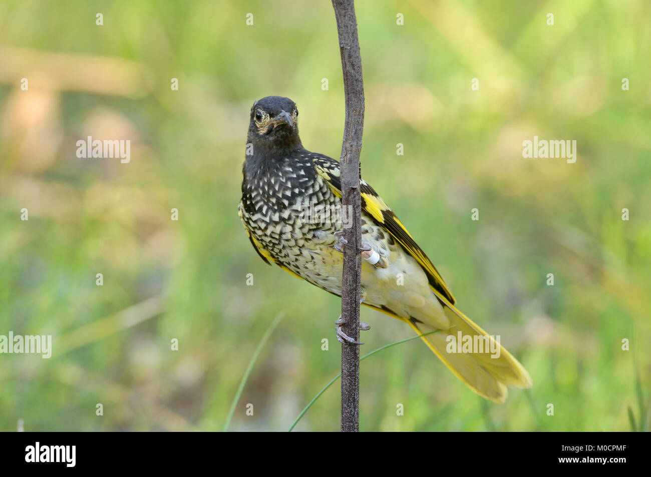 Regent Honeyeater Anthochaera Phrygien kritisch bedrohte Fotografiert in der Chiltern Wald, Victoria, Australien Stockfoto