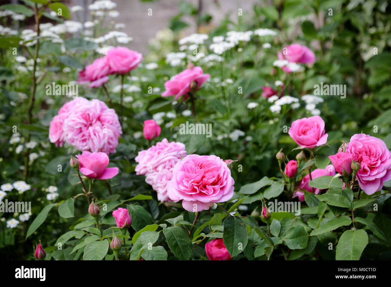 Rose Gertrude Jekyll in voller Blüte im Sommer Stockfoto