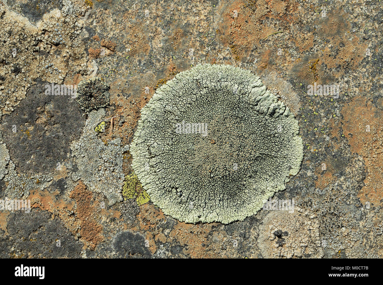 Oberfläche Stein mit Moos und Flechten Stockfoto