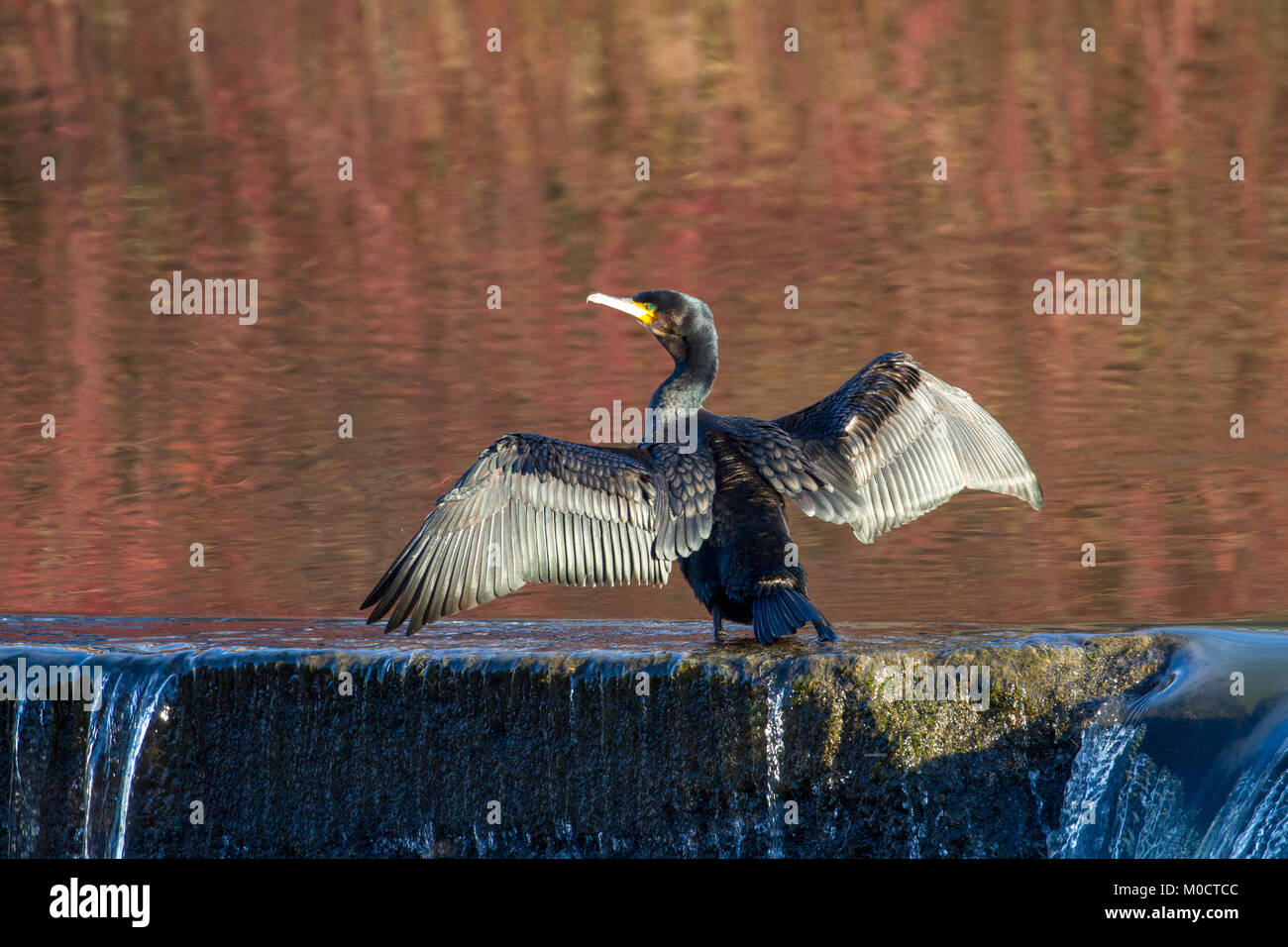 Kormoran trocknet Flügel auf dem Fluss in Durham City Verschleiß Stockfoto