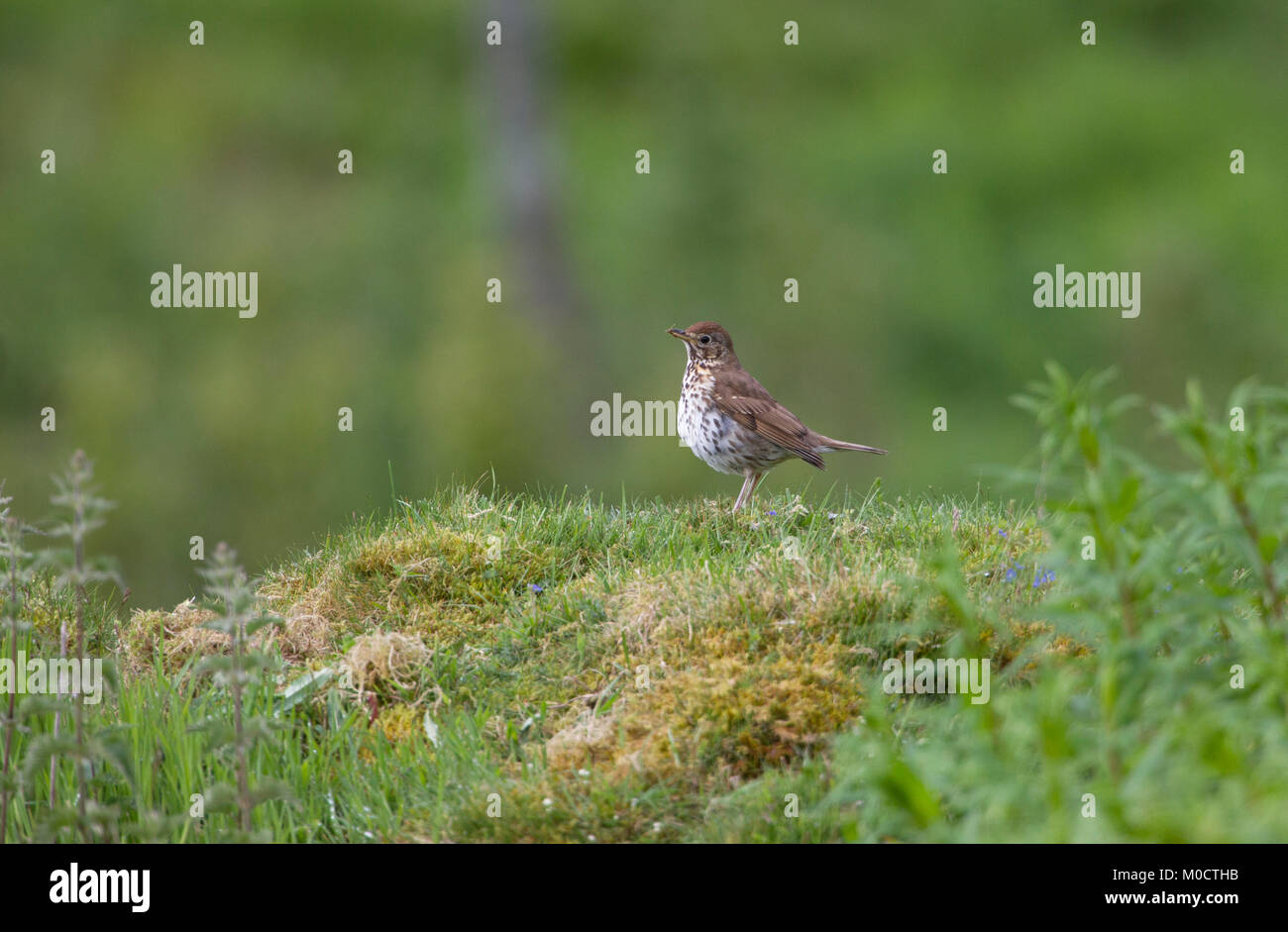 Song Thrush Turdus philomelos, Alleinstehenden stehen auf Gras Bank. Schottland, Großbritannien. Stockfoto