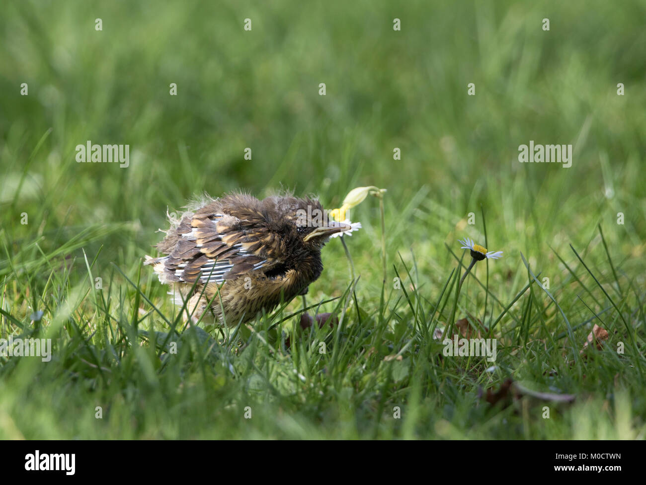 Song Thrush Turdus philomelos, einzelne Küken stehend auf Gras, Worcestershire, Großbritannien. Stockfoto