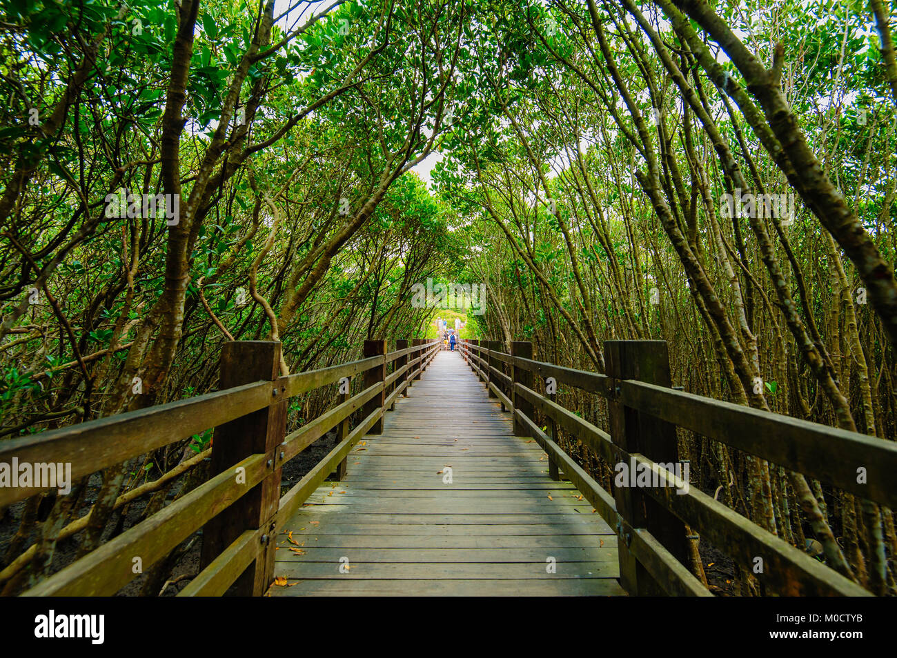 Mangrovenwald mit Holz Weg Stockfoto