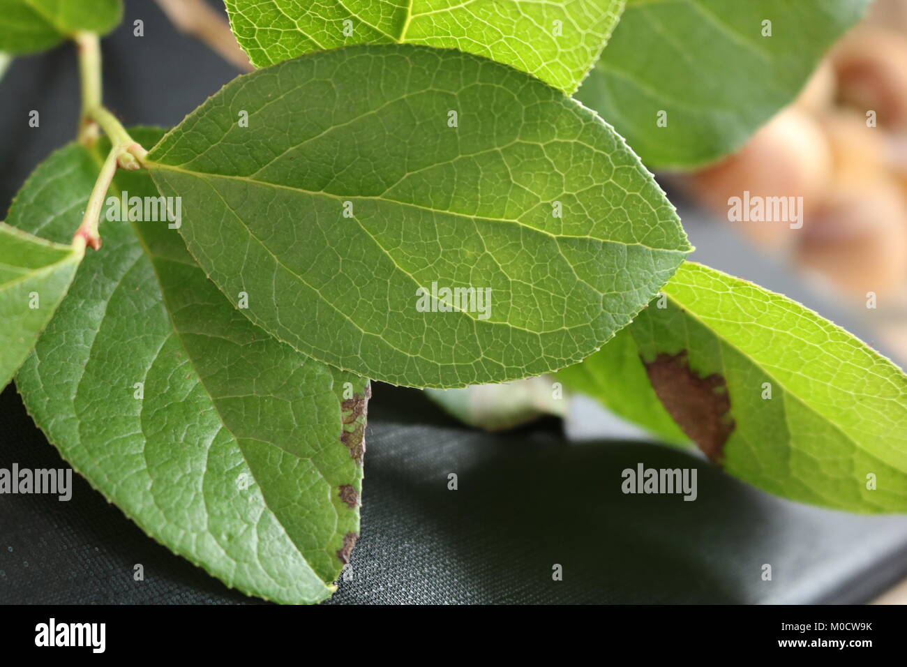 Einfache Hintergrund Stockfoto