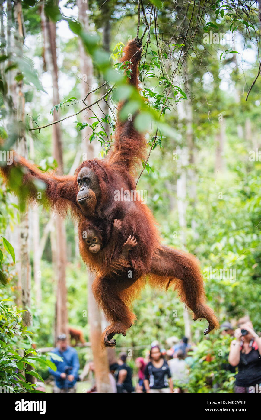 Mutter Orang-utan und Cub in einen natürlichen Lebensraum. Bornesischen Orang-utan (Pongo pygmaeus) wurmmbii in der wilden Natur. Regenwald der Insel Borneo. Indonesien Stockfoto