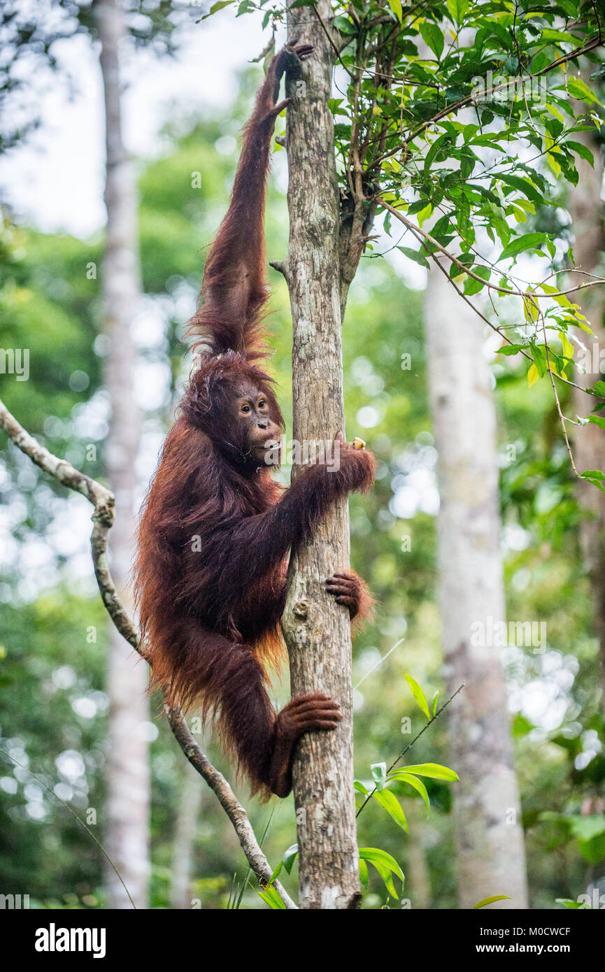 Junge des Bornesischen Orang-utan im Baum einen natürlichen Lebensraum. Bornesischen Orang-utan (Pongo pygmaeus wurmbii) in der wilden Natur. Regenwald der Insel getragen Stockfoto
