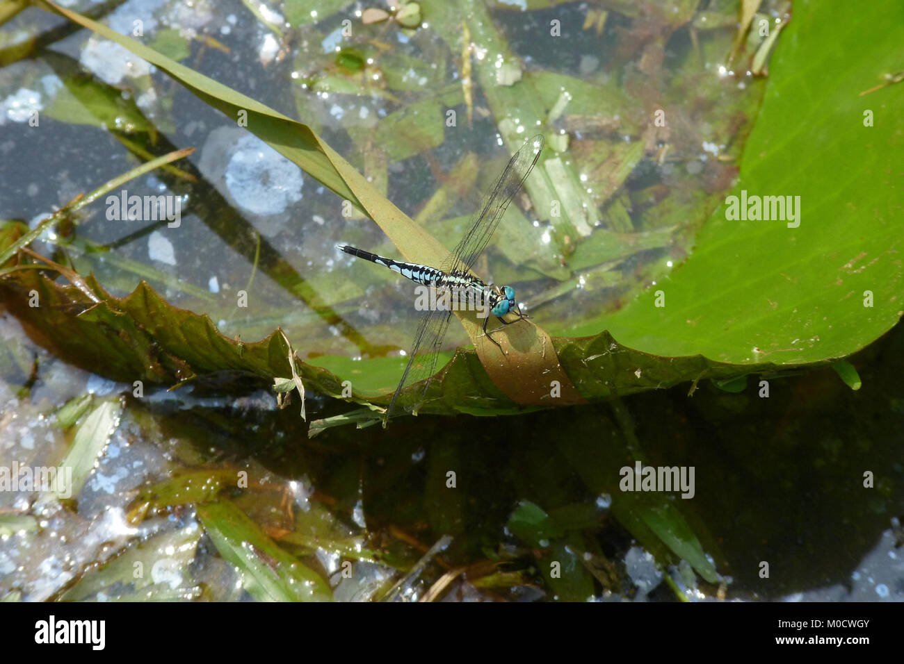 Asian Pin Tail (Acisoma panorpoides), Kuala Lumpur, Malaysia Stockfoto