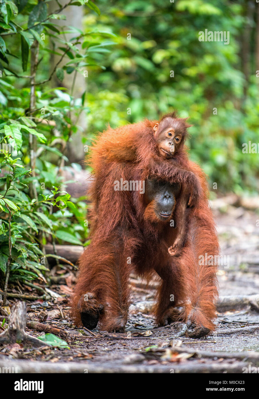 Von der Mutter zurück. Cub von Orang-utan auf Mutter zurück. Grüne Regenwald. Natürlicher Lebensraum. Bornesischen Orang-utan (Pongo pygmaeus wurmbii) in der wilden Natur. Stockfoto