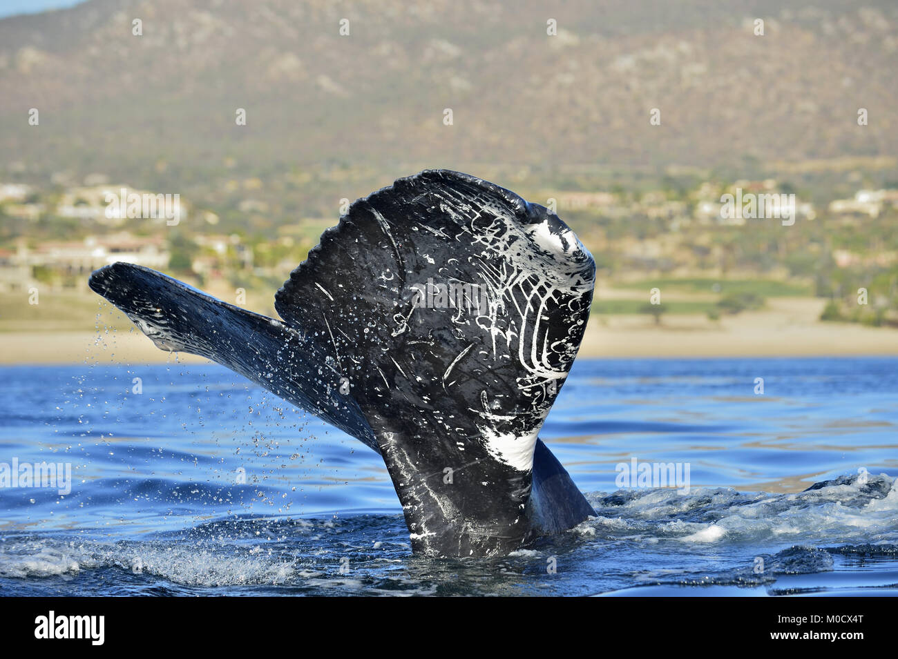 Schwanzflosse des mächtigen Buckelwal (Megaptera novaeangliae). Stockfoto