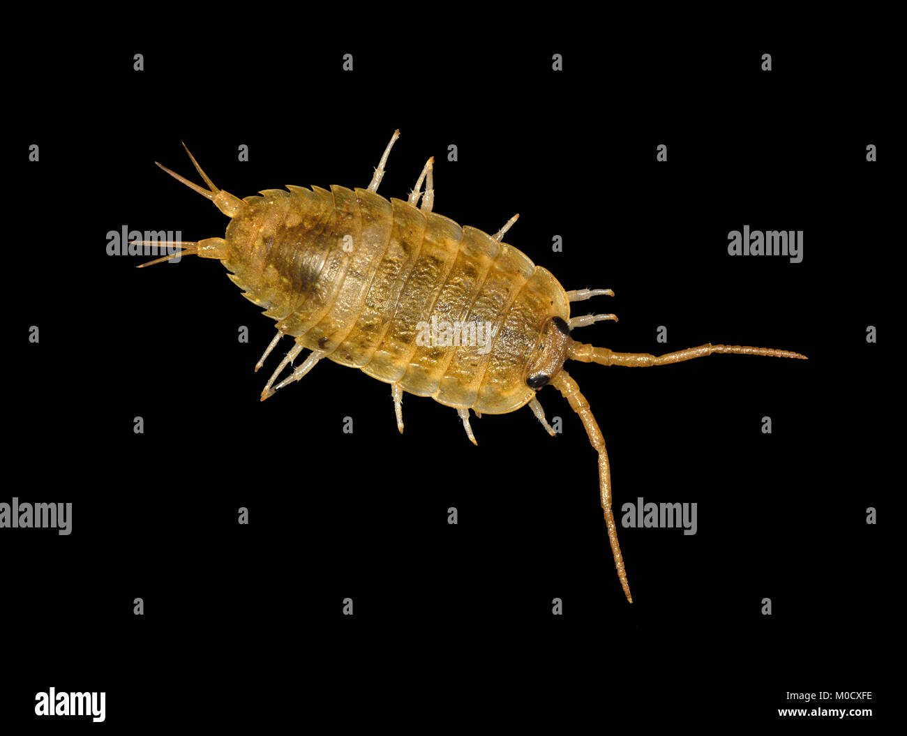 Slater Fotos und Bildmaterial in hoher Auflösung Alamy