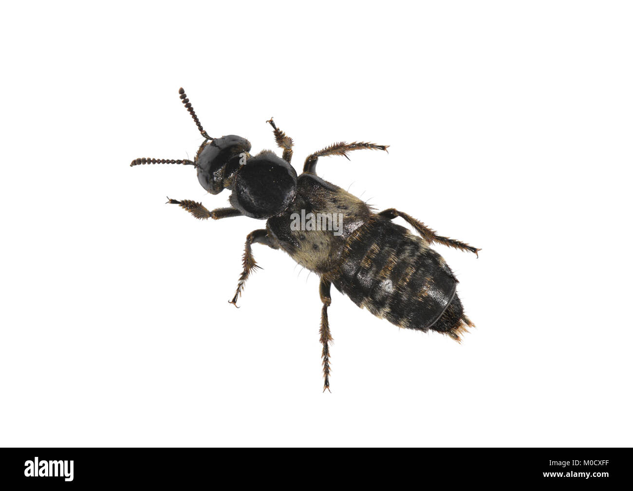 Haarige Rove Beetle - Creophilus maxillosus Stockfoto
