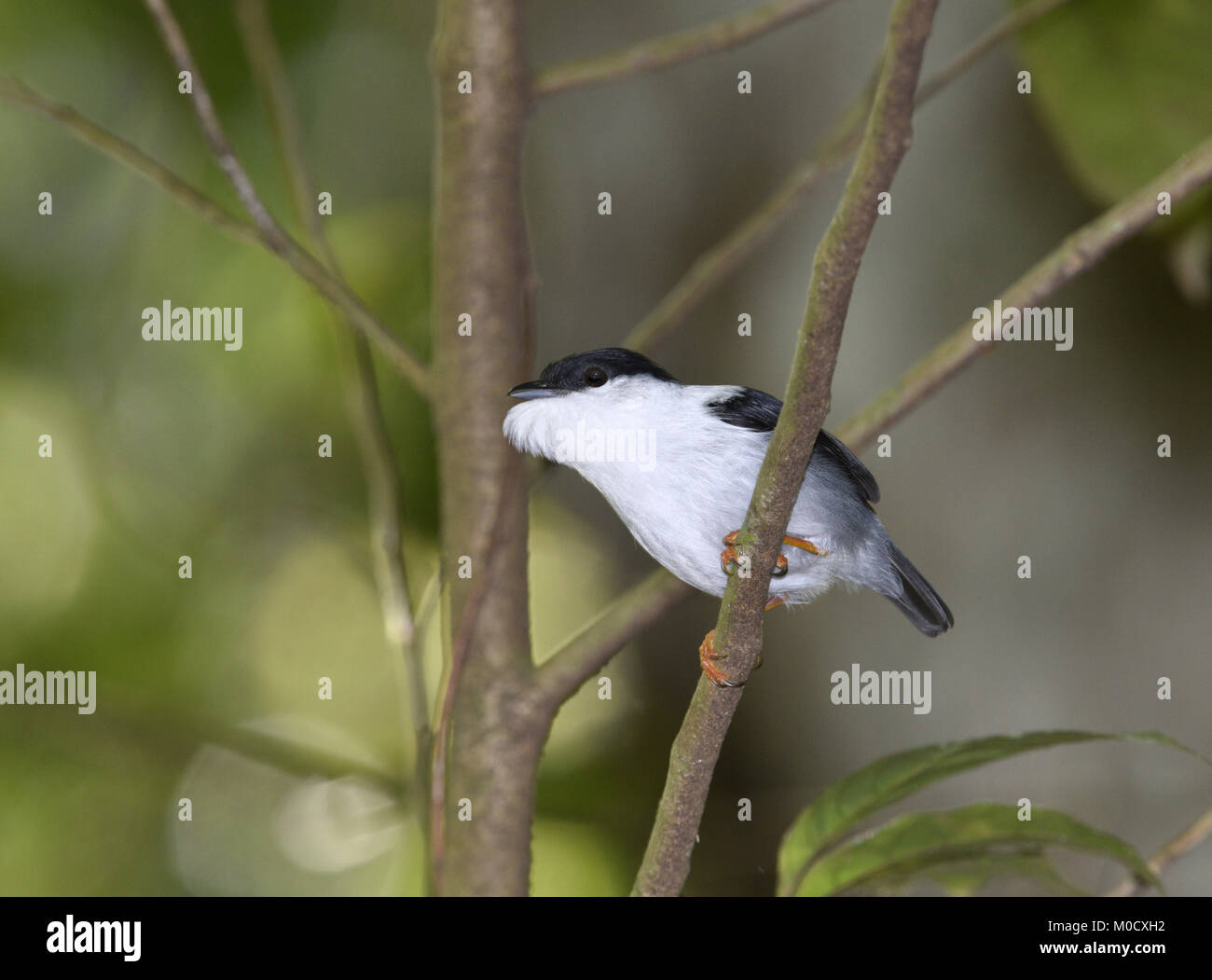 Weiß-bärtigen Manakin - Manacus manacus Trinitatis Stockfoto Weiß-bärtigen Manakin - Manacus manacus Trinitatis Stockfoto