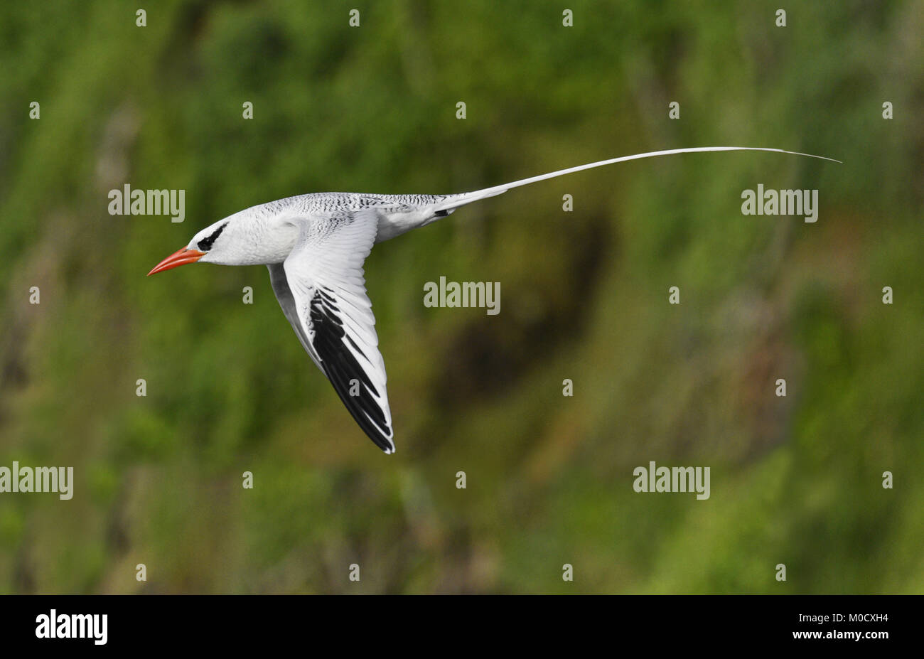 Red-billed Tropicbird-Phaethon aethereus Little Tobago, Trinidad und Tobago Stockfoto