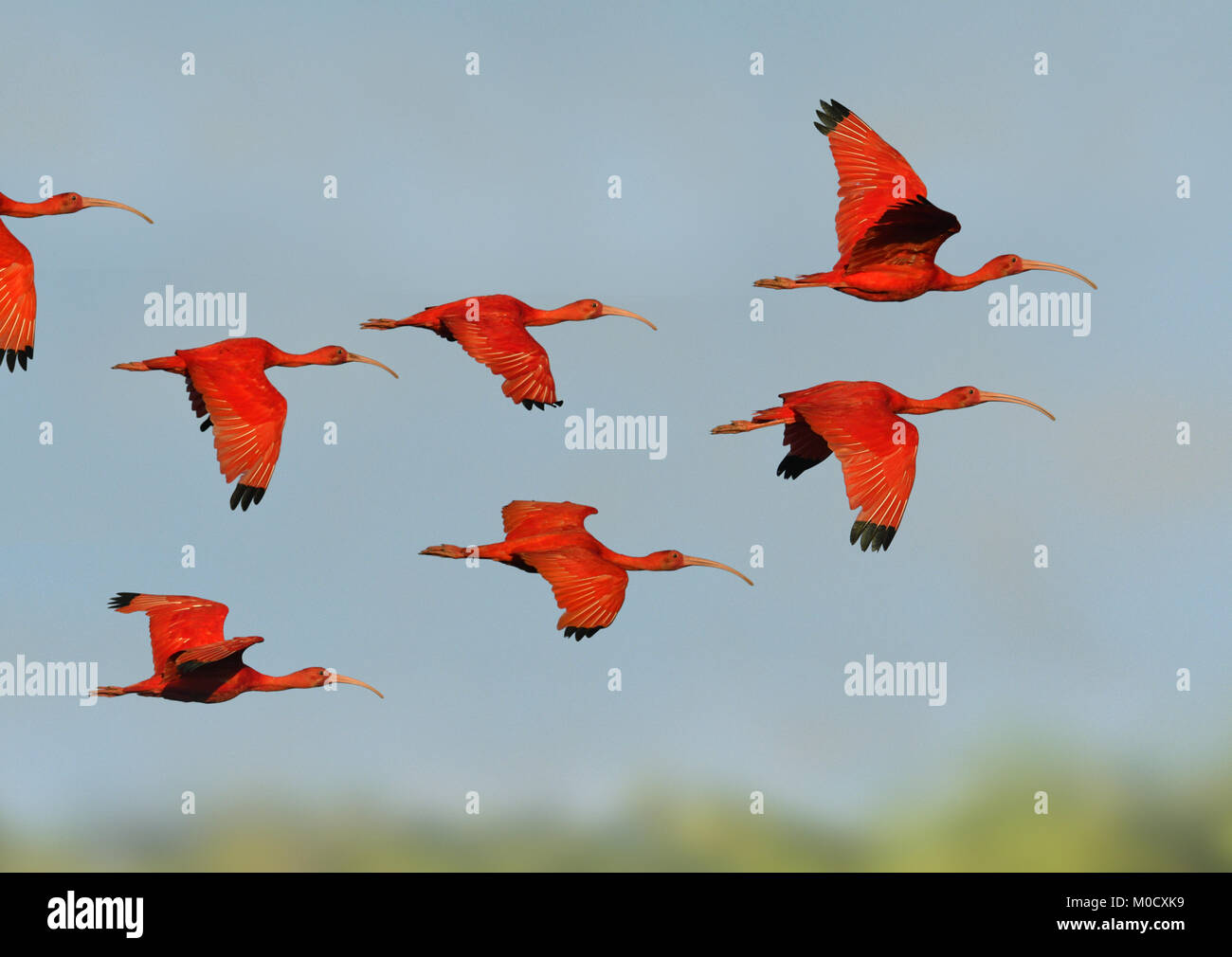 Scarlet Ibis - Eudocimus ruber Stockfoto