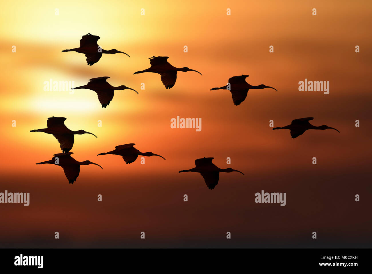 Scarlet Ibis - Eudocimus ruber Stockfoto