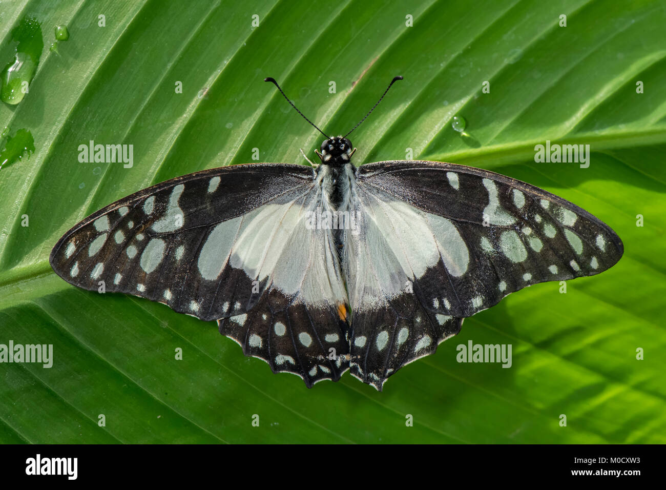 Angola weiße Dame auf einem Blatt thront, in der Nähe Stockfoto