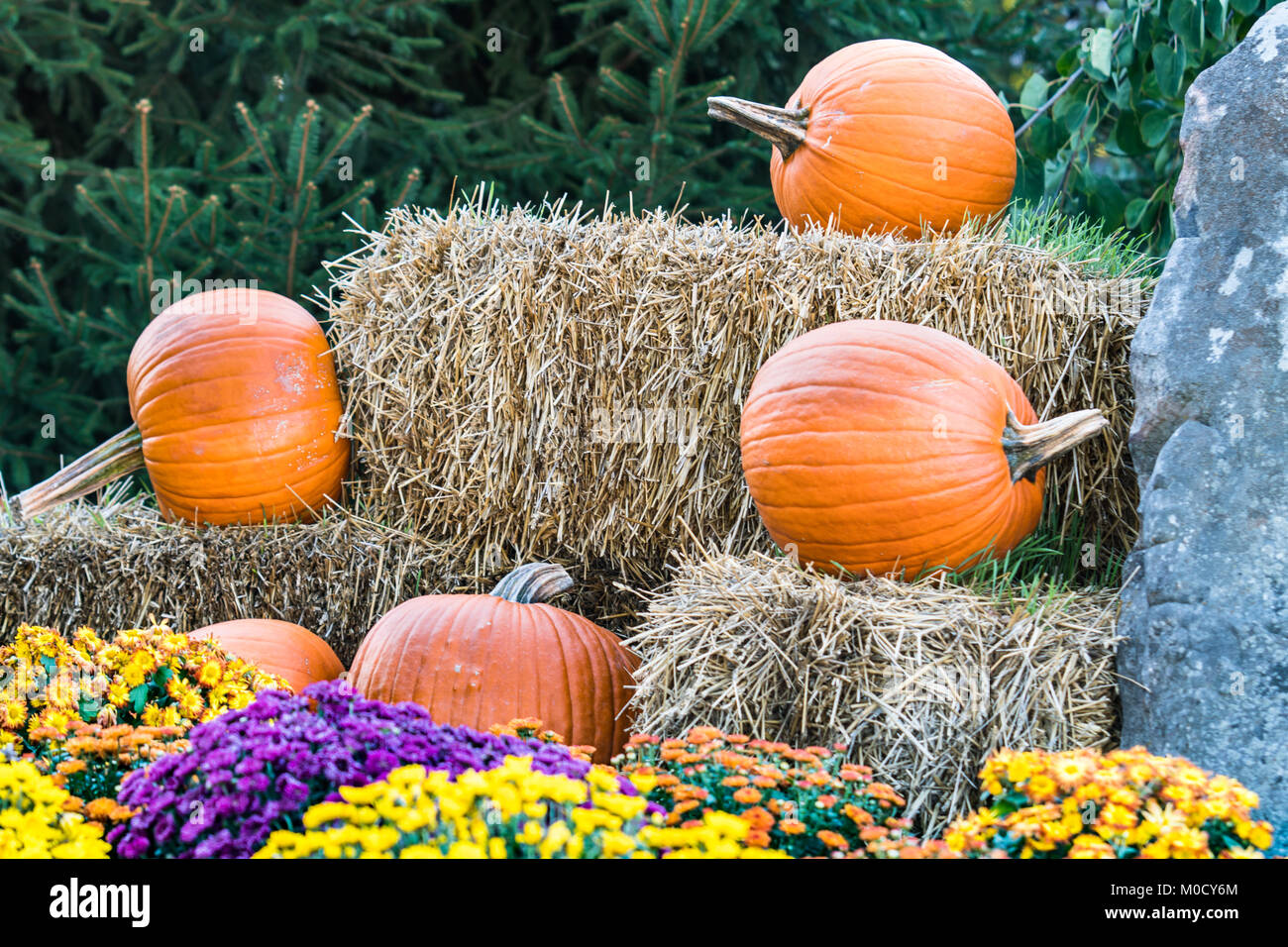 Halloween Kürbisse auf Stroh Bügel hinter Fallen mal Mutter Blumen Stockfoto