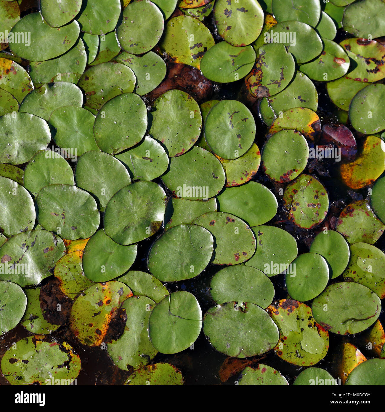 Lilly Pads auf der Oberfläche von Linda See an der Muscatatuck National Wildlife Refuge, Indiana Stockfoto