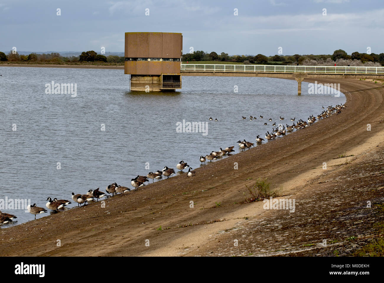 Canada Gänse am Rande von Arlington Reservoir, East Sussex, England, UK. Stockfoto