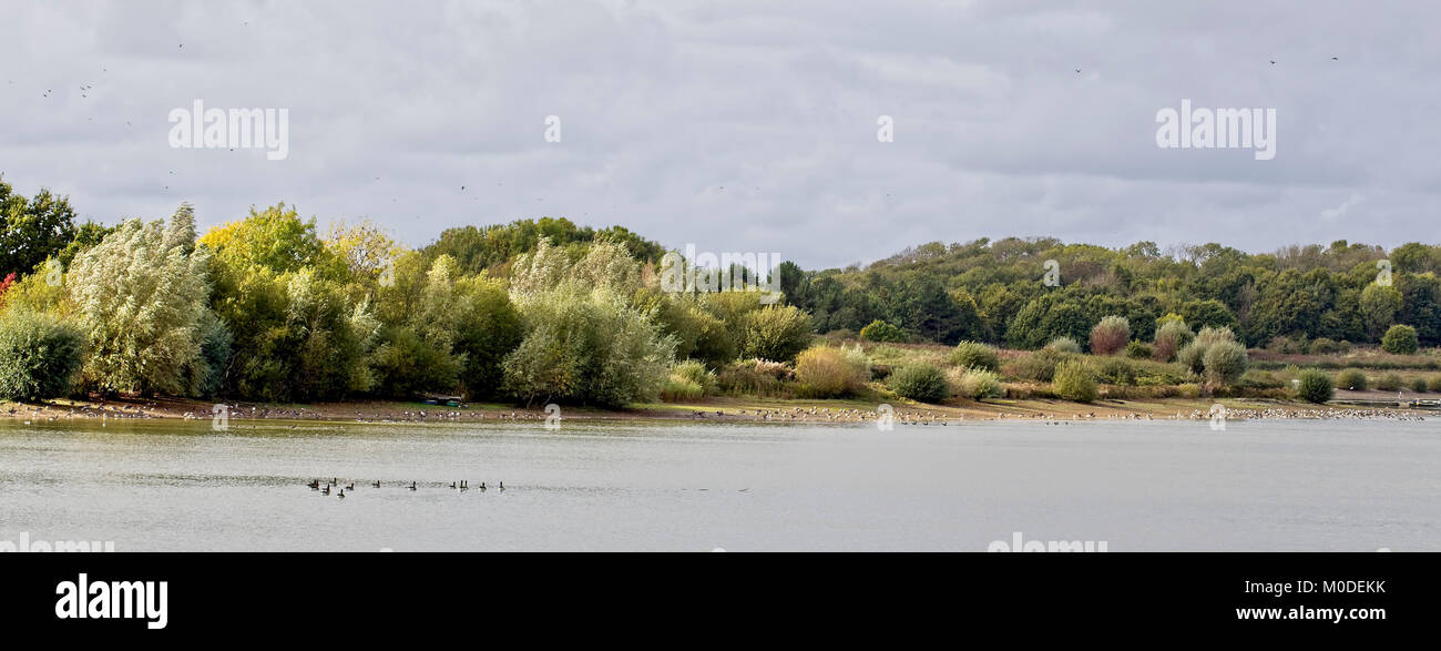 Die von Bäumen gesäumte Flanke von Arlington Reservoir, East Sussex, England, UK. Stockfoto