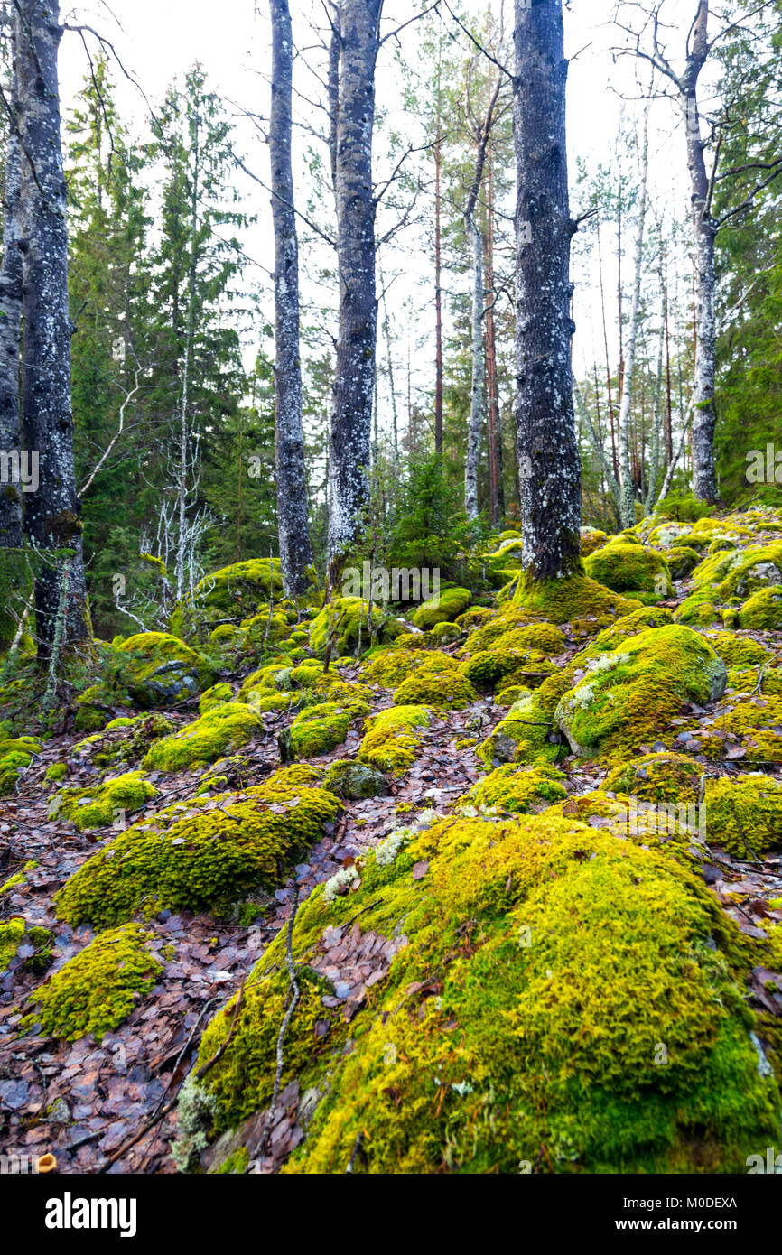 Bemoosten Felsbrocken in einer schwedischen Wald im Winter Stockfoto