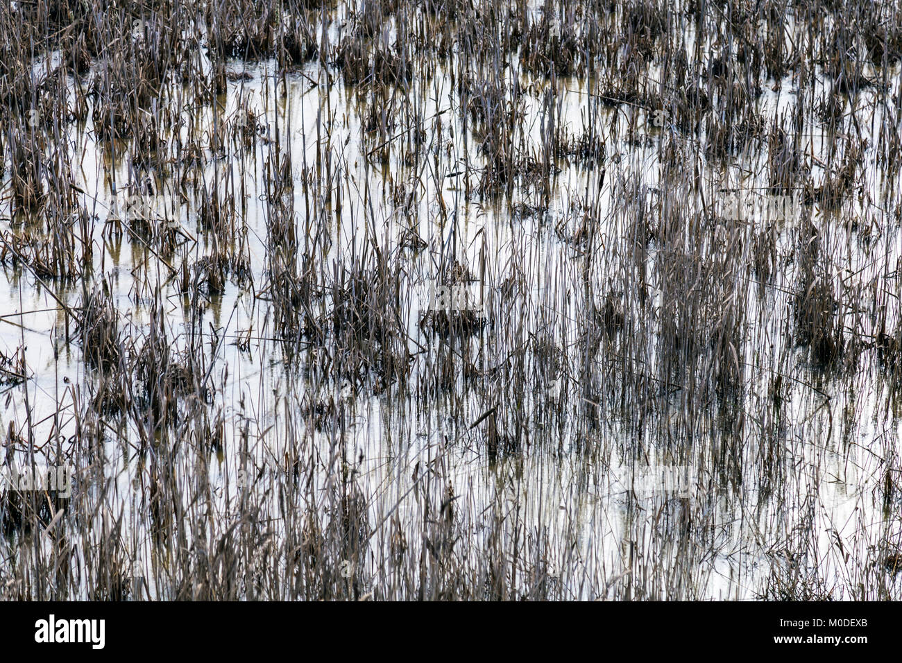 Zusammenfassung Hintergrund von einem Sumpf, Gras wächst in Wasser Stockfoto