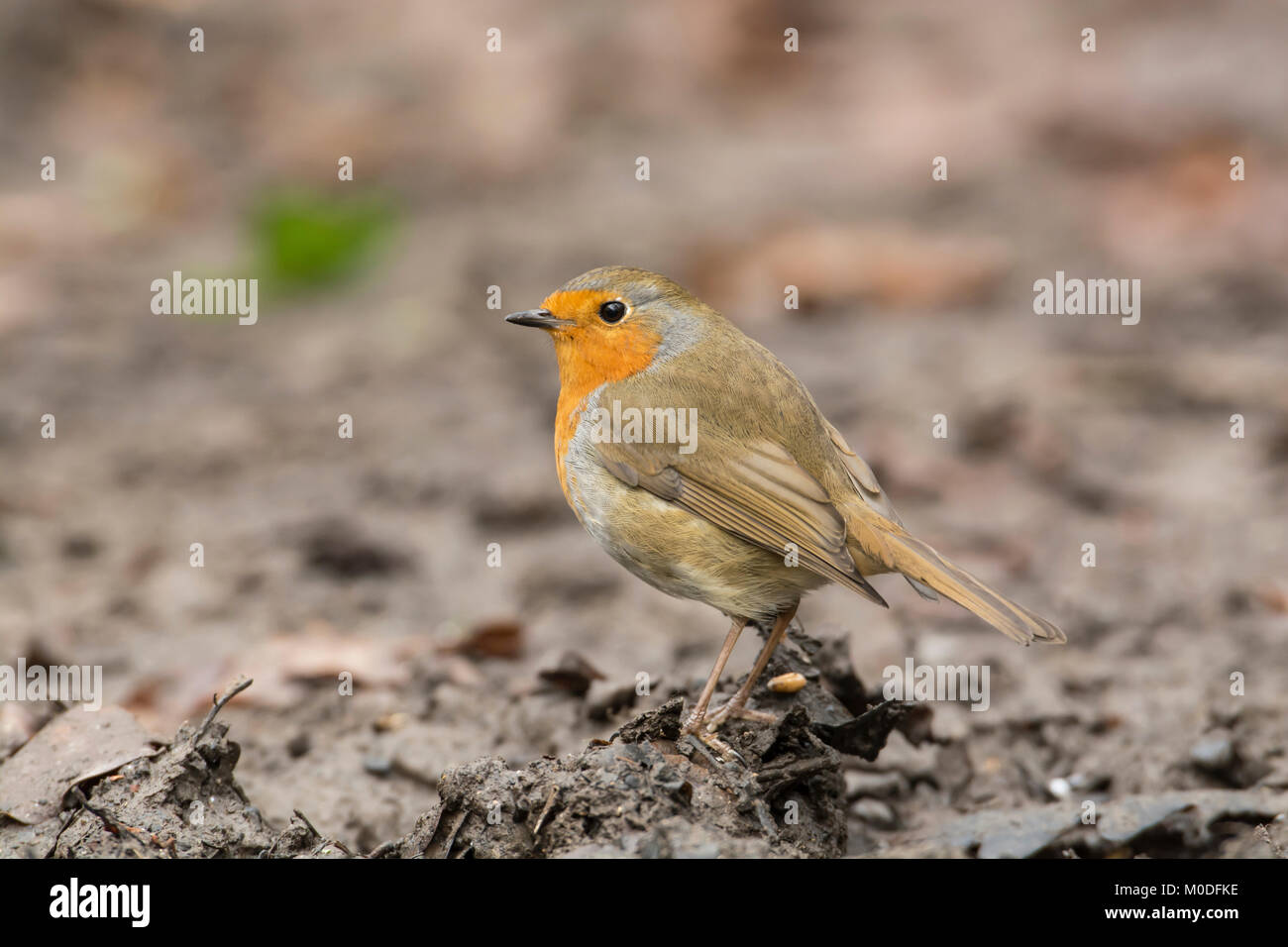 Robin (Erithacus Rubecula) Nahrungssuche am Boden Stockfoto