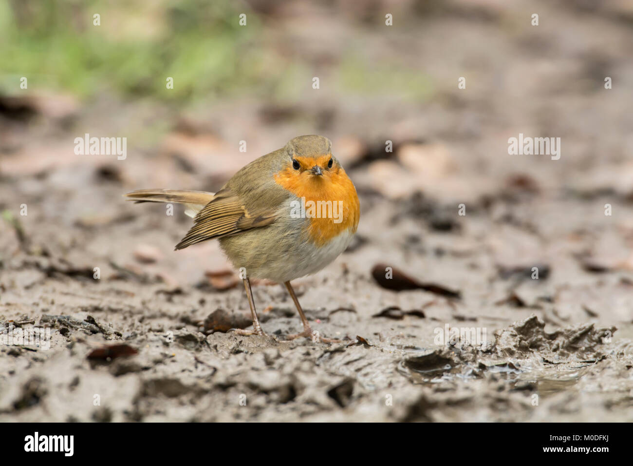 Robin (Erithacus Rubecula) Nahrungssuche am Boden Stockfoto