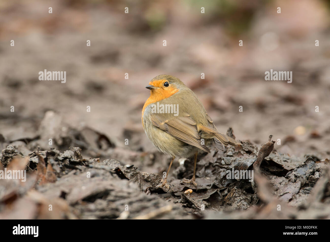 Robin (Erithacus Rubecula) Nahrungssuche am Boden Stockfoto