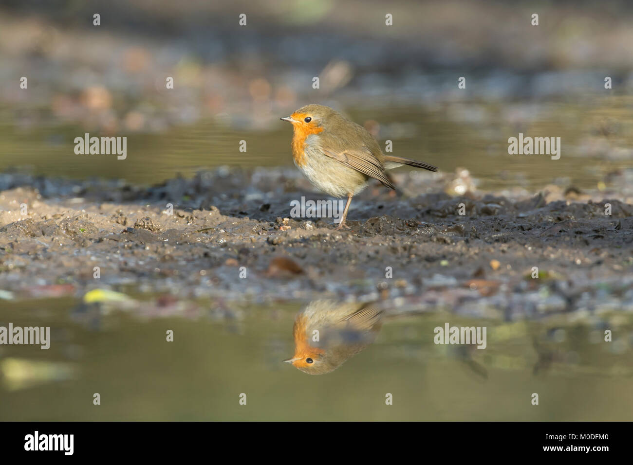Robin (Erithacus Rubecula) Nahrungssuche am Boden Stockfoto