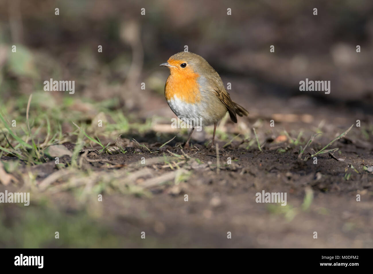 Robin (Erithacus Rubecula) Nahrungssuche am Boden Stockfoto