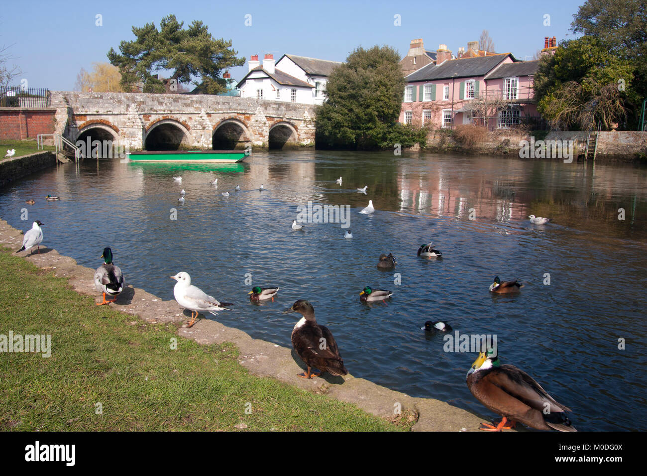 Fluss Avon laufen unter der mittelalterlichen Brücke auf der Castle Street, Christchurch, Dorset, England Stockfoto
