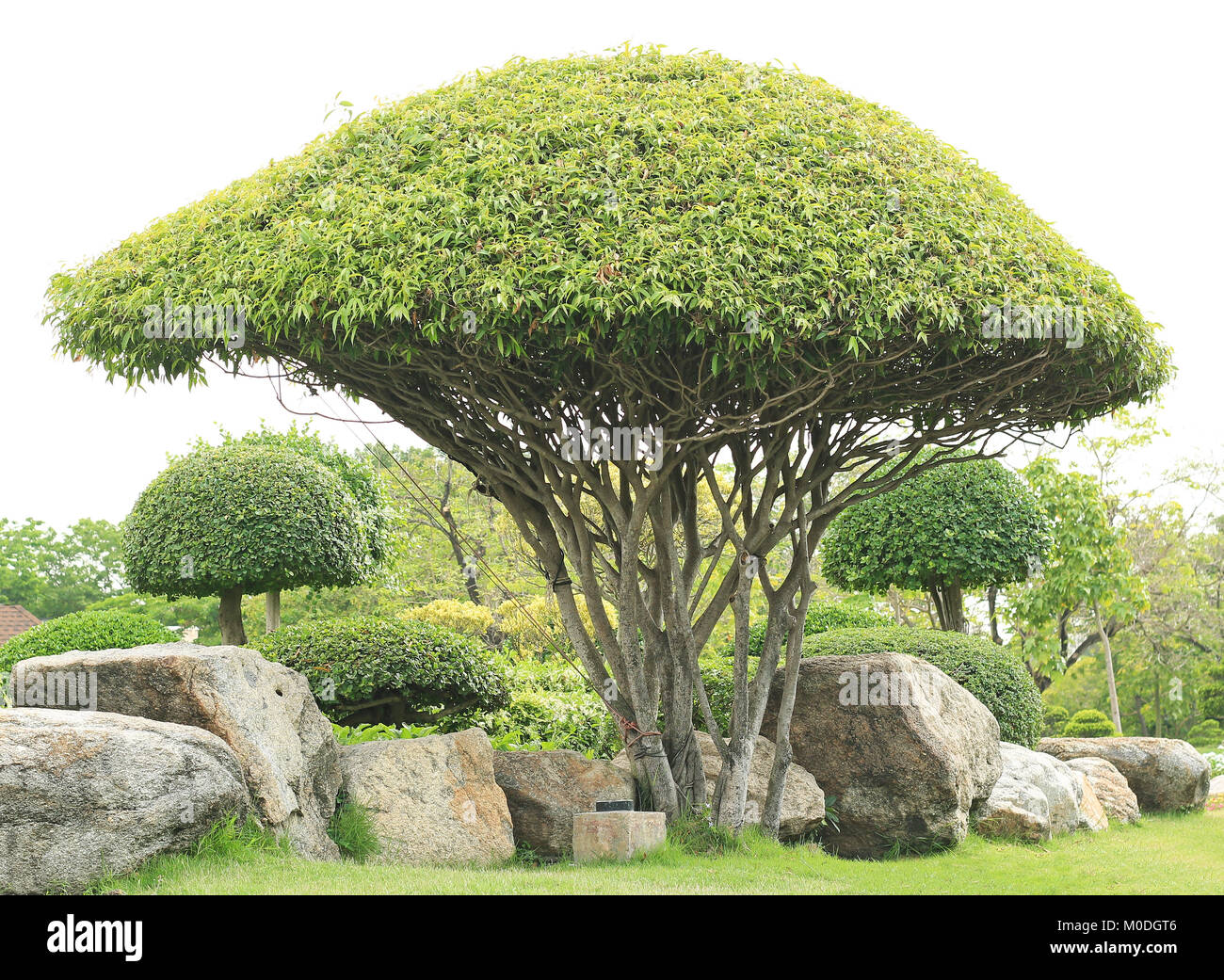 Dekorative Zwerg Baum Auf Den Garten Stockfoto Bild 172402278