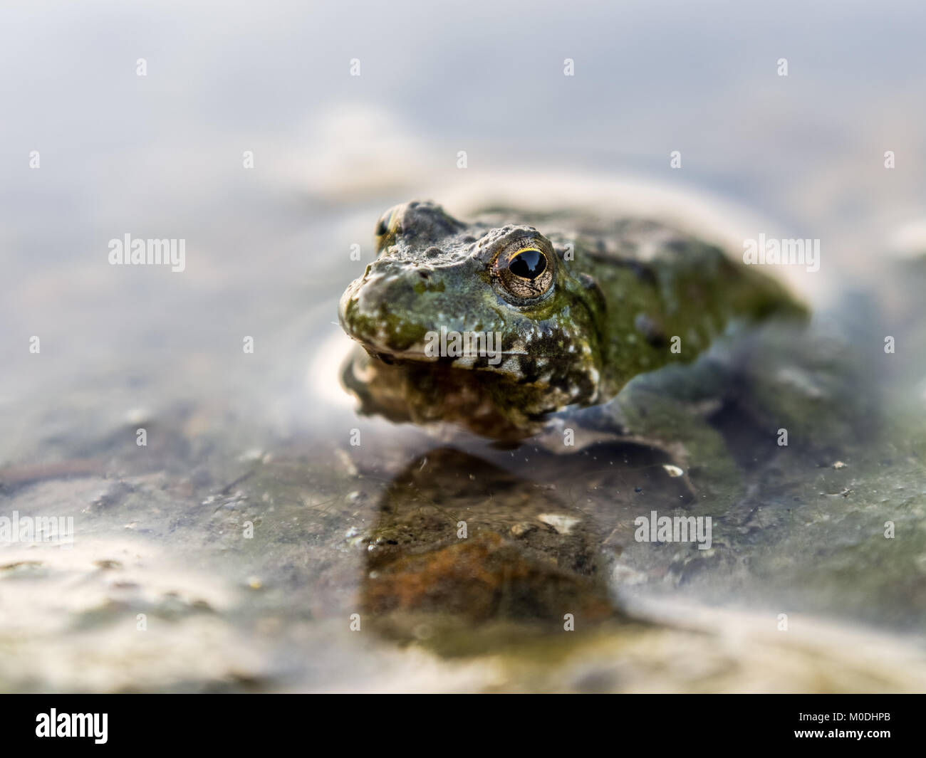 Nahaufnahme von einem Frosch im Wasser Stockfoto