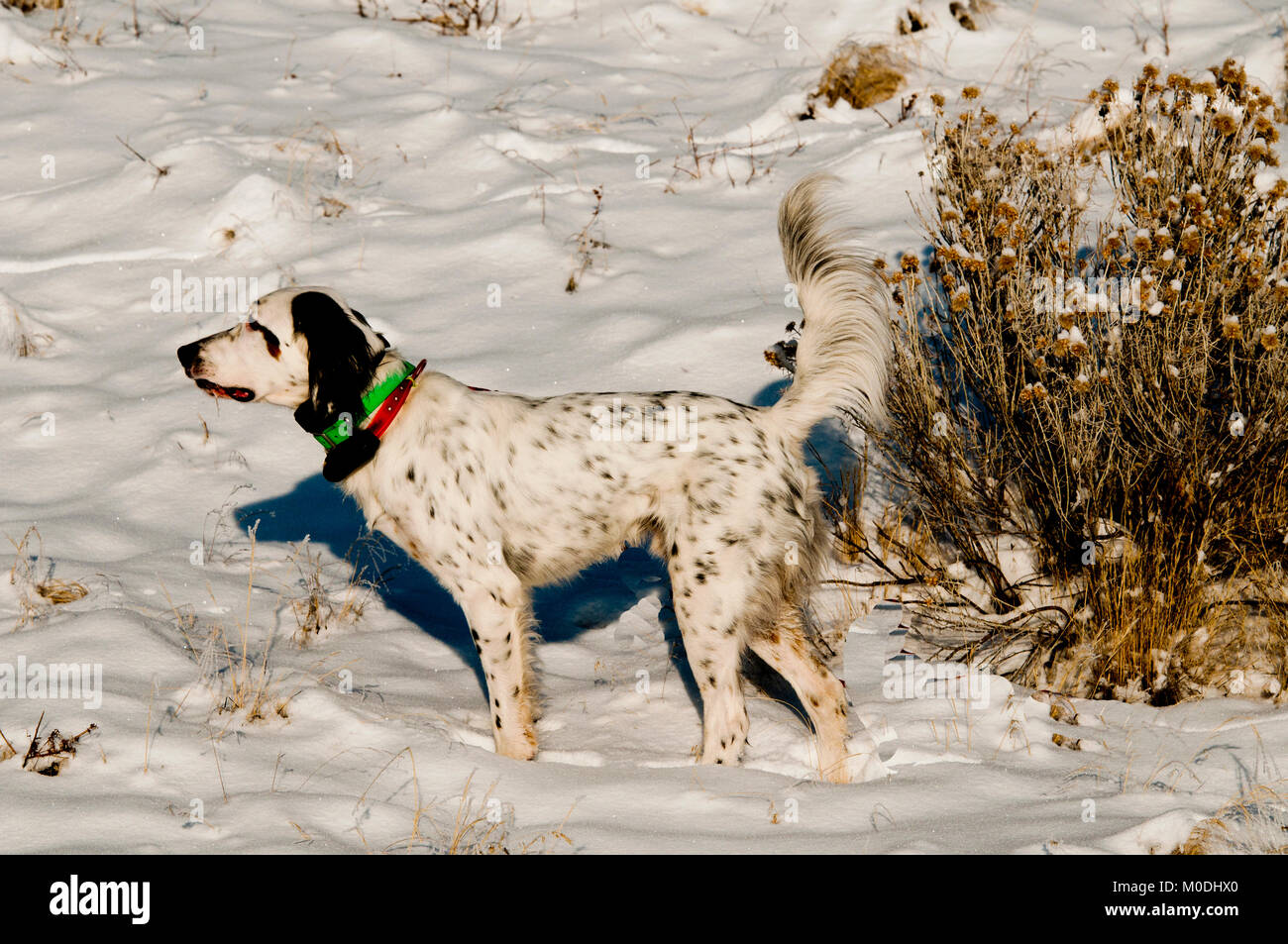 English Setter auf Punkt im Schnee Stockfoto