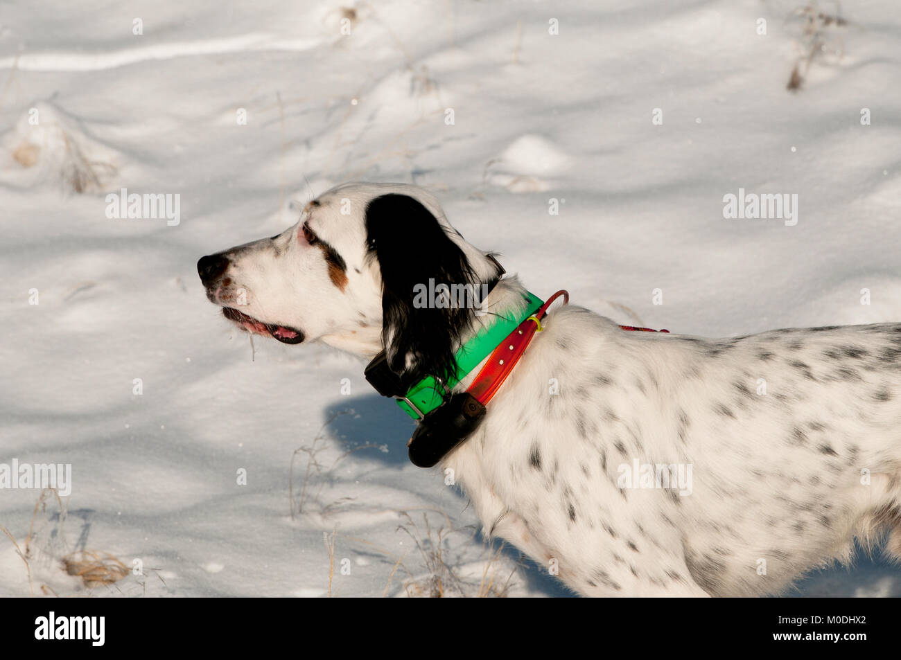 English Setter auf Punkt im Schnee Stockfoto