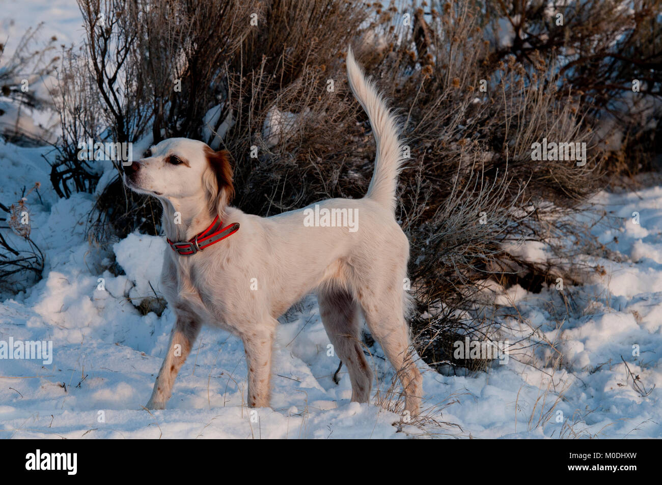 Englisch Setter auf Punkt Stockfoto