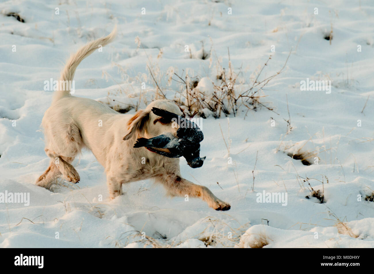 English Setter Taube abrufen Stockfoto