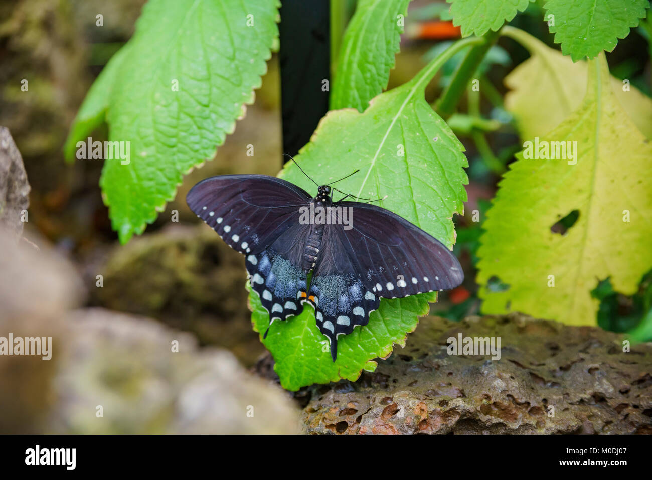 Schöne Papilionidae Schmetterlinge im Wintergarten von Blumen, San Francisco, Kalifornien Stockfoto