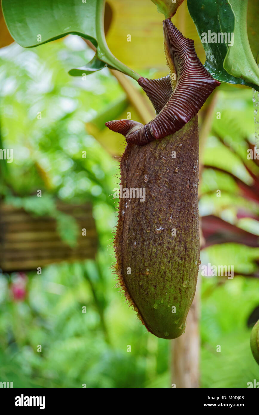 Die schöne Nepenthes im Wintergarten von Blumen, San Francisco, Kalifornien Stockfoto