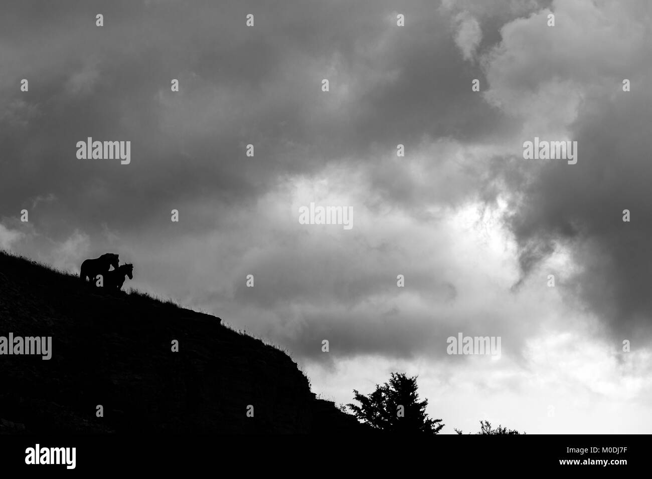 Eine Silhouette von ein paar Pferde über eine Klippe am Mt. Monte Subasio (Umbrien, Italien), gegen einen bewölkten Himmel Stockfoto