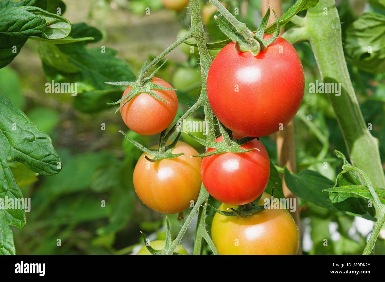 Truss F1 Hybride Cherry Tomaten Sorte Rosa Charmeur Reifung auf Reben in inländischen Treibhausgasemissionen, Cumbria, England Großbritannien Stockfoto