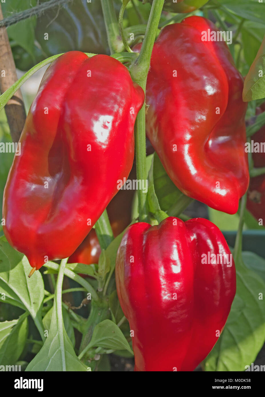 Süße Paprika Sorte Redskin im Sonnenschein in Töpfen in inländischen Treibhausgasemissionen, Cumbria, England UK. Stockfoto