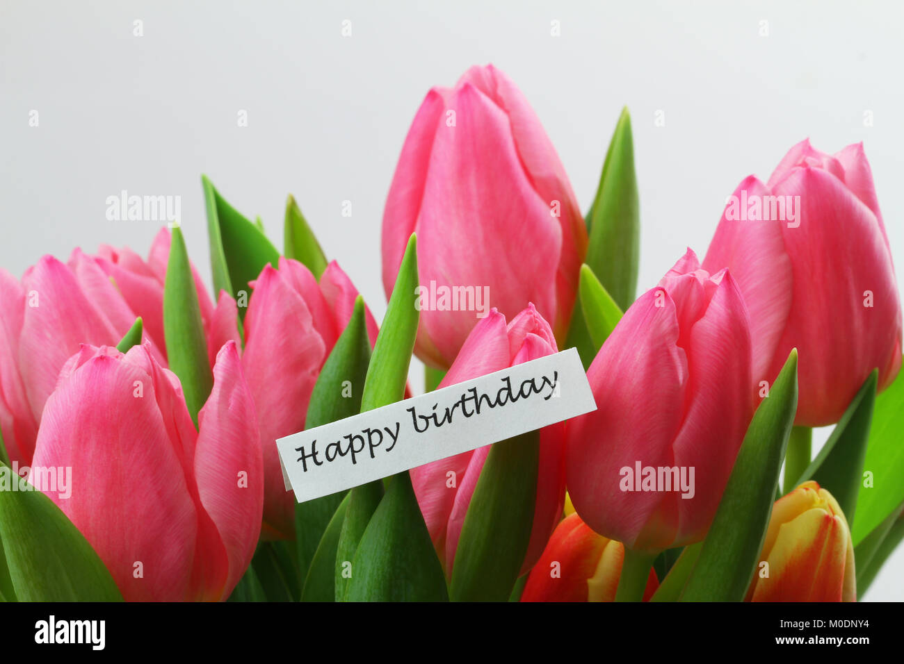 Happy birthday Karte mit Niederländischen rosa Tulpen Stockfoto