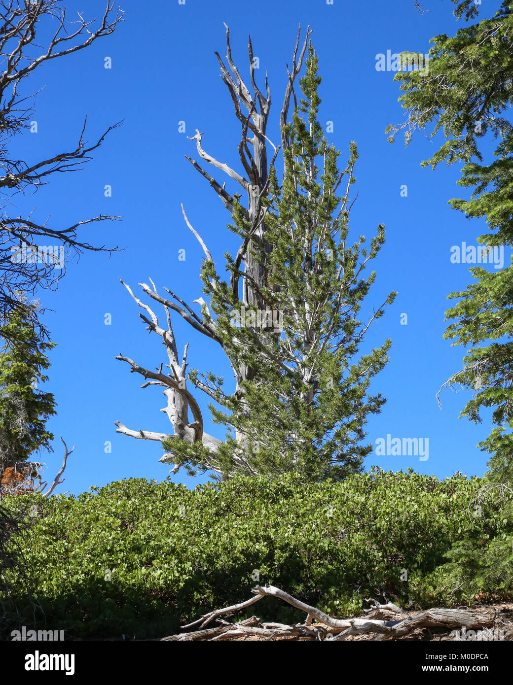 Bristlecone Pines AtopRainbow, Bristlecone Loop Trail, Bryce National Park Kanab, UT Stockfoto