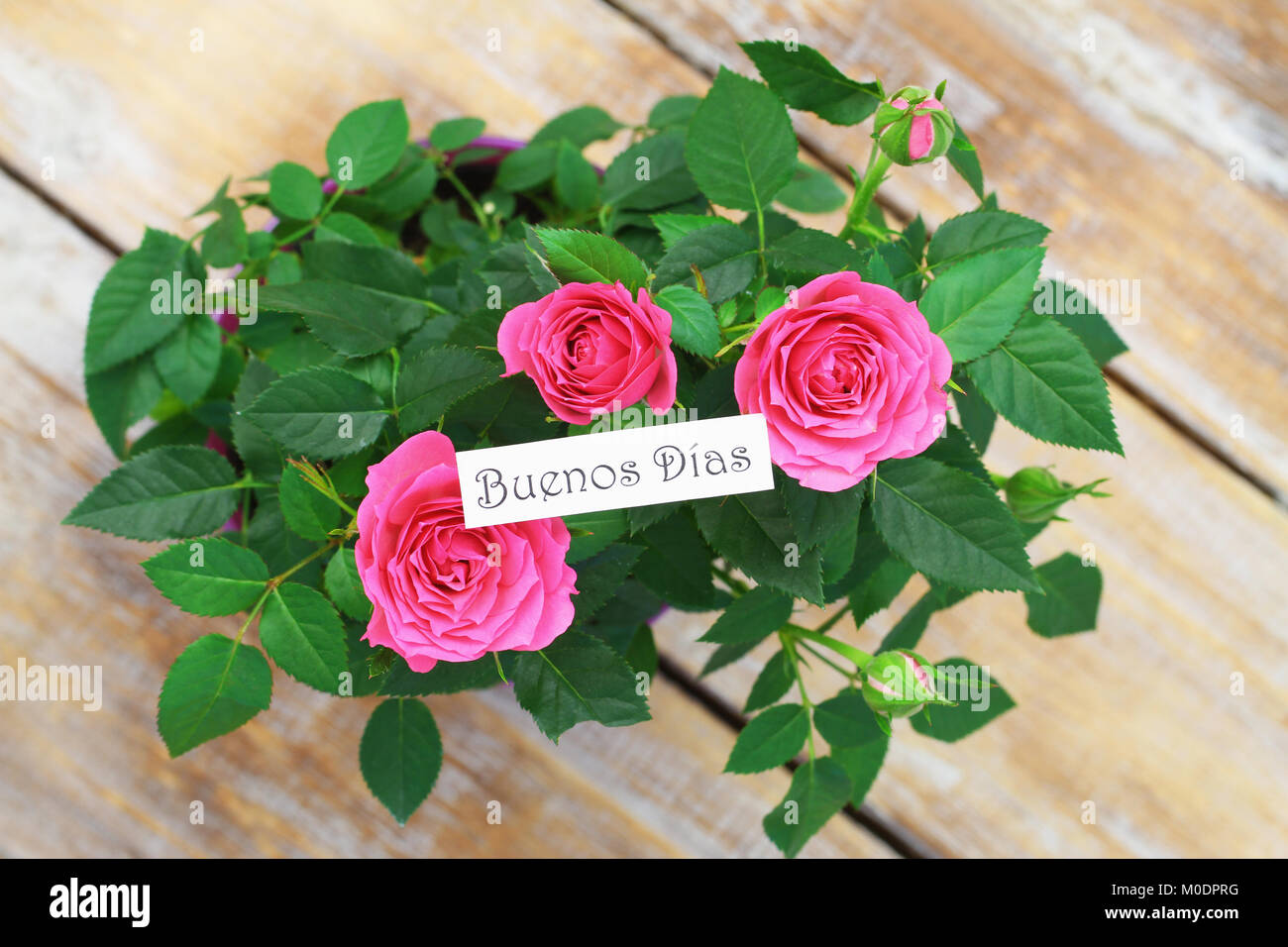 Buenos Dias Guten Morgen In Spanisch Mit Rosa Wildrosen Stockfotografie Alamy