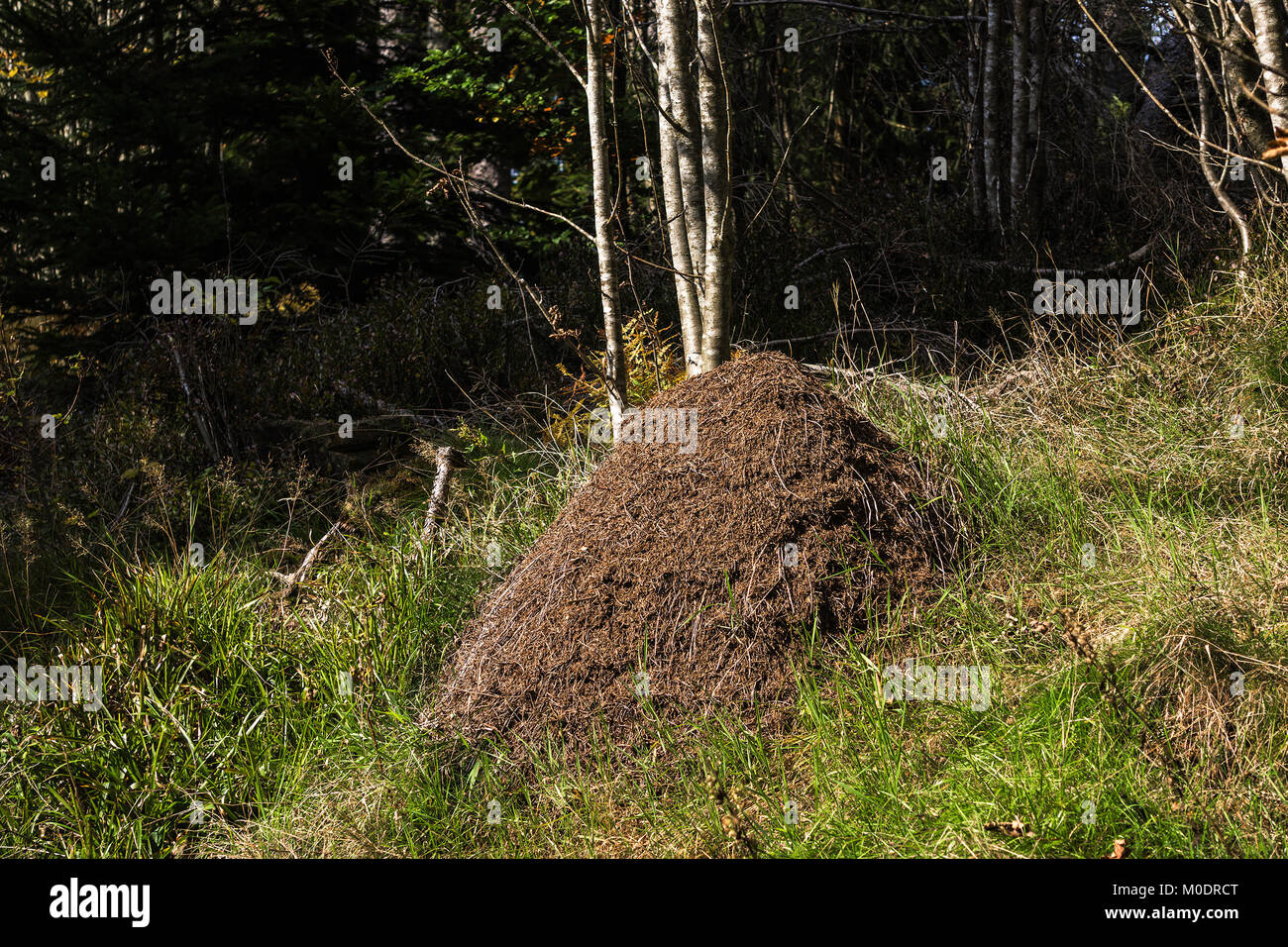 Eine Ameise Hügel im Wald an einem sonnigen Tag von Fallen, Vogesen, Frankreich Stockfoto