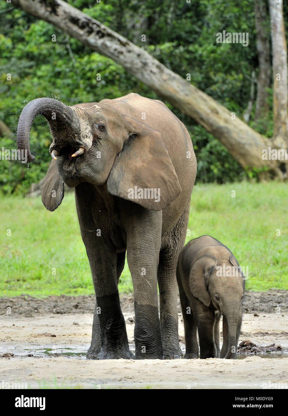 Der Elefant Kalb und elefantenkuh der Afrikanischen Wald Elefant, Loxodonta africana cyclotis. Auf der Dzanga Kochsalzlösung (eine Lichtung) Zentralafrikanische Stockfoto